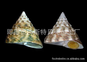 钮扣-青岛佛斯特塔螺贝壳纽扣质优价廉纯天然塔螺贝壳原材料-钮扣尽在阿里巴巴-即墨