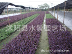 苏北园林——供应紫叶鸭趾草 
