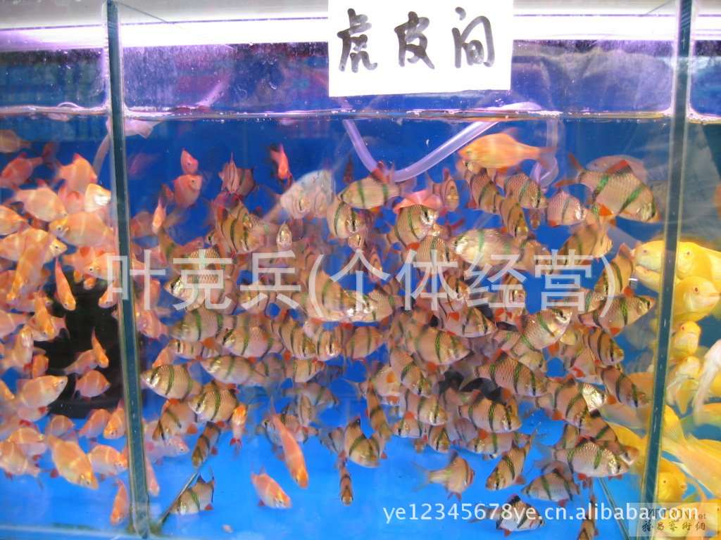 【专业养殖、批发销售各类热带观赏鱼,老鼠鱼