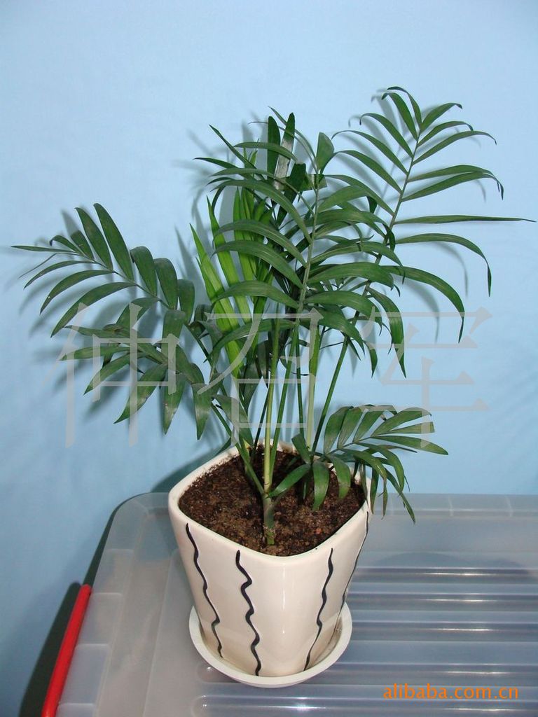 【售室内观赏植物‘春雨’观赏性强;缓解眼疲劳】价格,厂家,图片,其他绿化苗木,仲召军-马可波罗网