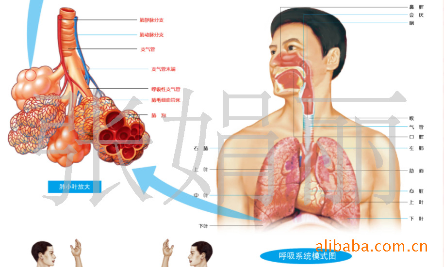 肺脏解剖,呼吸示意图,肺叶解剖,人体呼吸系统解剖挂图