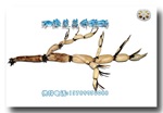 供应莲藕种——应城白莲(原种)