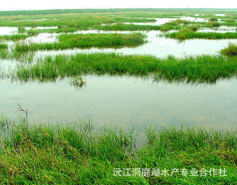 【少量供应洞庭湖正宗野生中华鳖、甲鱼、水鱼