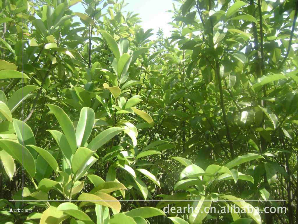 【供应大量乔灌木\/乐昌含笑\/深山含笑\/醉香含笑