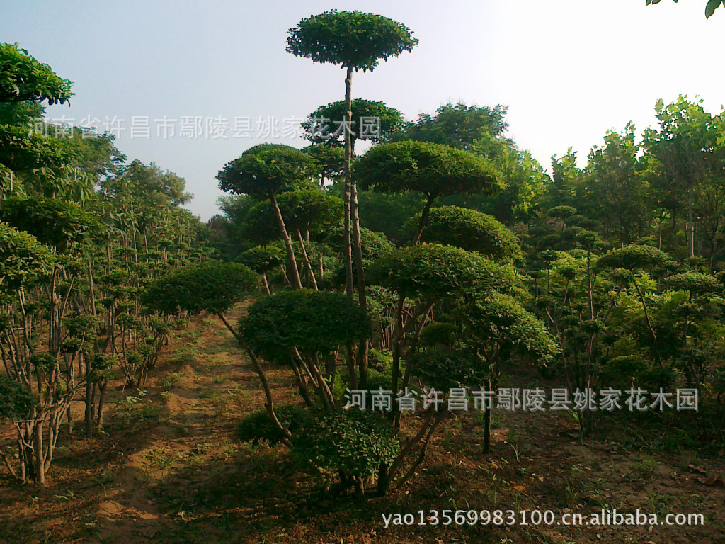 供应小叶女贞造型,造型景观树,绿化造型树 园林