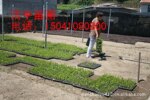 金叶水蜡 东北水蜡 水蜡苗 金水蜡 容器苗 东北黄金水蜡