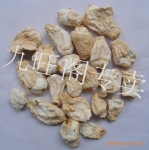 供应 竹荪 竹荪胎儿