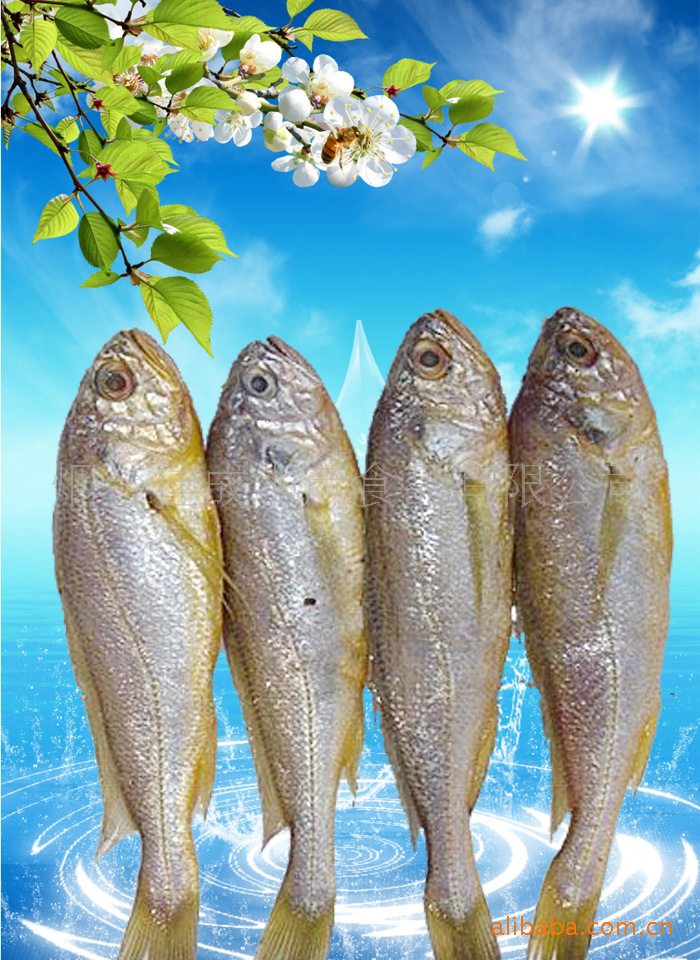 冷凍黃花魚大量批發 價格低 質量好 營養美味 煙臺佳成水產