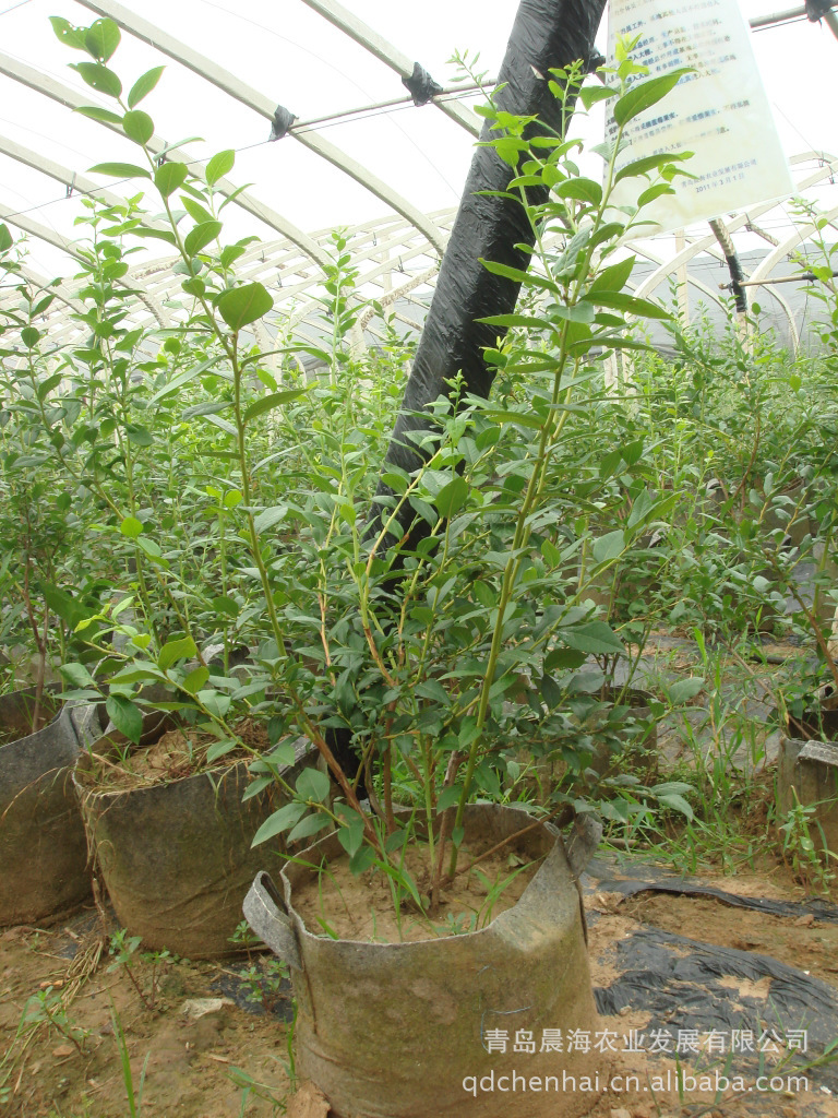 山东晨海供应优质 蓝莓苗 蓝莓大苗厂家直销 欢