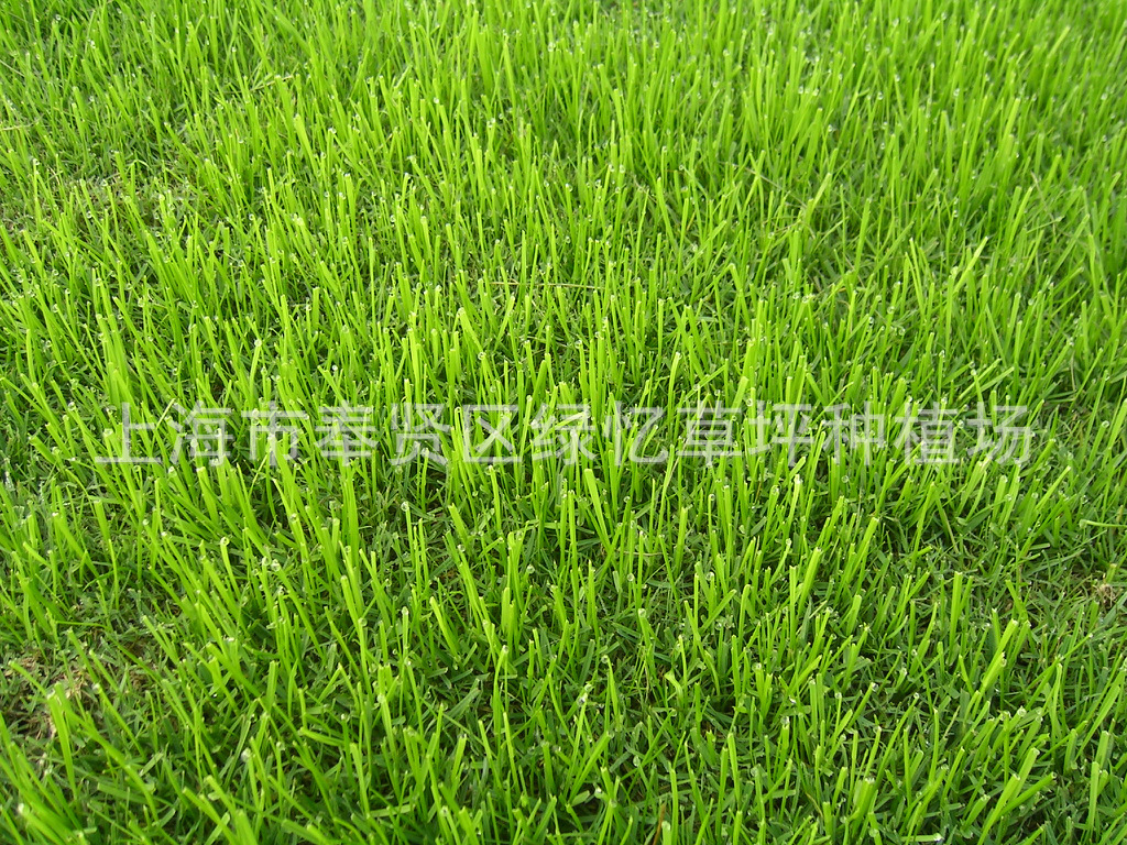 草坪-果岭草批发-源自上海绿忆草坪种植场