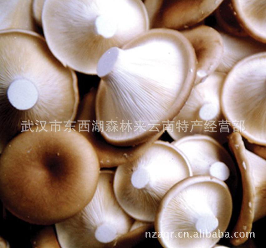 你喜欢吃哪一种野生菌或珍稀菌
