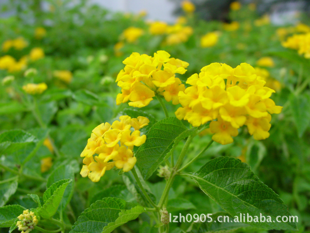 园林绿化苗木 马缨丹黄花 lantana camara