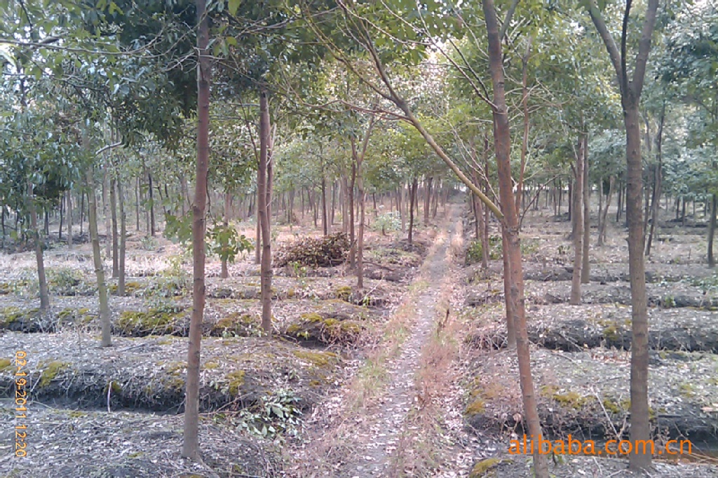 低价供应香樟杜英栾树垂柳等绿化苗木