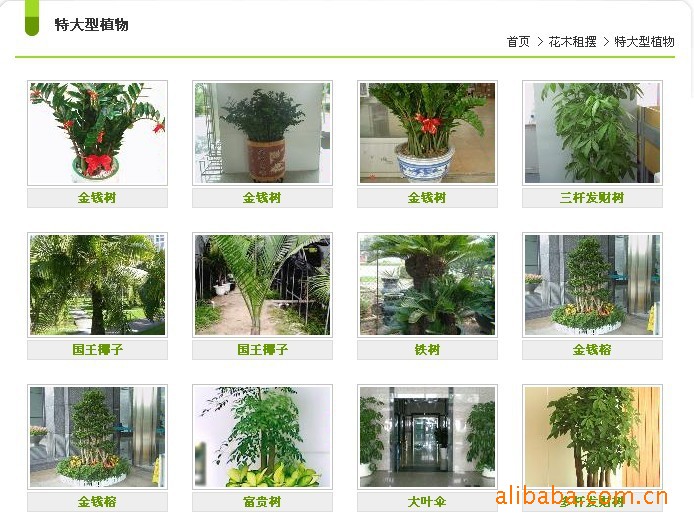 大中细豪华金钱树盘景图片,大中细豪华金钱树