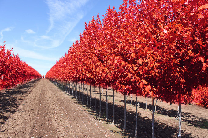 山东世丰农业有限公司 电话:13963327857 联系