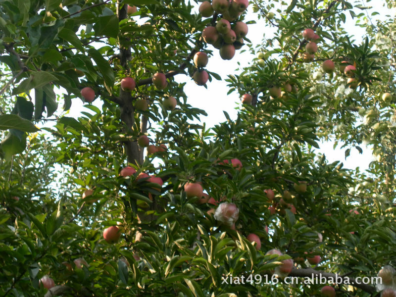 优质苹果 红香蕉 农家自种新鲜红香蕉苹果 精品