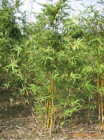 原料辅料,初加工材料 农产品 绿化苗木 竹类植物 庭院竹子植物/紫色