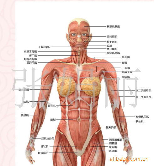 运动系统解剖,肌肉解剖,男女神经,人体肌肉神经解剖挂图(正)