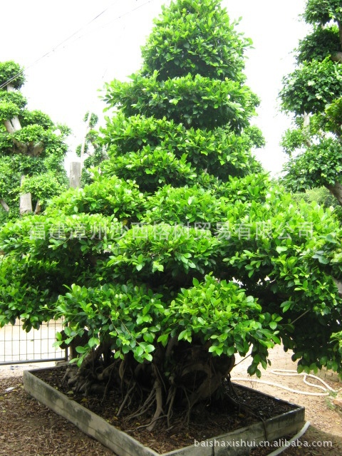 型号 中小型 类型 桩景类/树木类 主要植材 榕树 生物学习性 常绿性