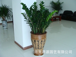 其他园林植物-【基地直供】观叶盆花金钱树-其