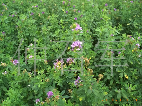 【牧草种子;牧草之王紫花苜宿草种子;】价格,厂家,图片,草花,仲召军-马可波罗网
