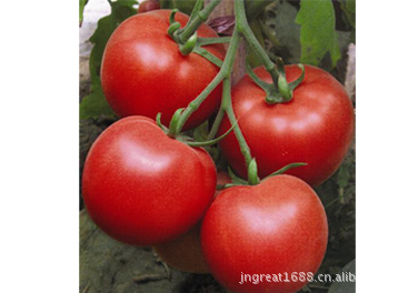 【番茄种子-金刚一号F1(荷兰)】