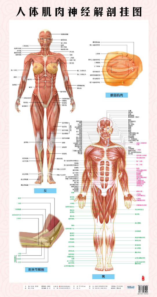 运动系统解剖,男女肌肉,肌肉健美,人体肌肉神经解剖挂图(侧)