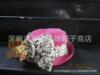 徐帽子批发手工编织礼帽 小辣椒草编礼帽 手工草帽 沙滩帽