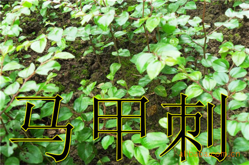 <em>马甲刺</em>苗_马甲子苗价格_<em>马甲刺</em>_江南娱乐网