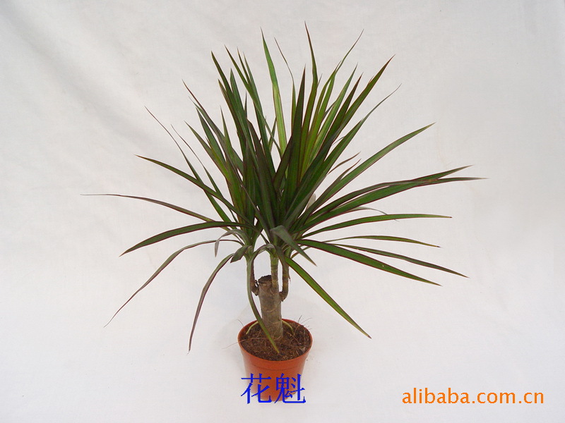 单杆马尾铁 A75 上海花卉批发微型盆栽迷你植