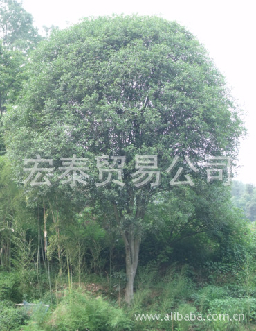 【双头45公分大金桂,50公分桂花树,桂花树】价有组成部分产品图纸是什么图片