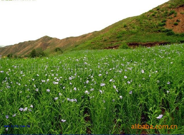 供应填充物亚麻籽_粮油作物_种植业_供应_中国农林网