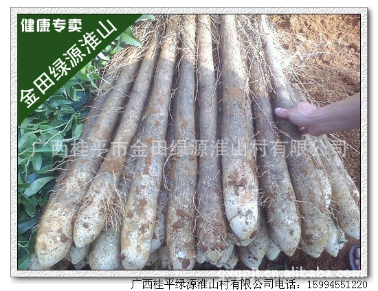 金田绿源淮山山药 