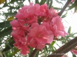 ������Ӧ��ɫ������ľ�����ʼ����ҡ���ľ