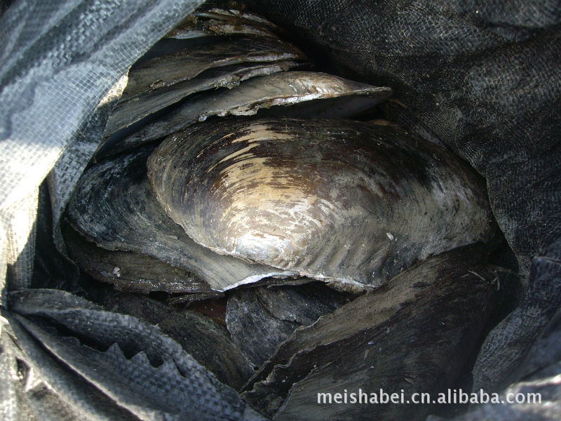 批发采购工艺原料-供应贝壳原料-贝壳批发采购