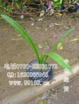 蜘蛛兰 美洲水鬼蕉 水鬼蕉 蜘蛛百合 供应灌木地被植物价格电议