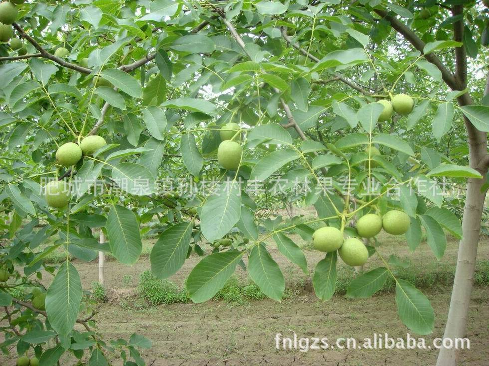 山东省果树研究所核桃研究基地向全国供应香玲