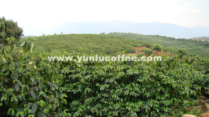 所有图片均系云潞咖啡原创作品，请勿抄袭盗用 