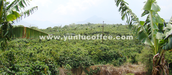 所有图片均系云潞咖啡原创作品，请勿抄袭盗用 