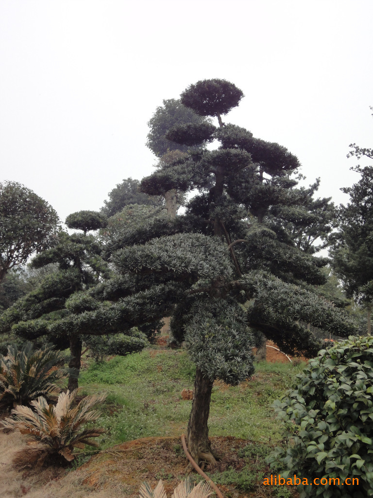 大量低价供应绿化工程苗木造型罗汉松图片,大