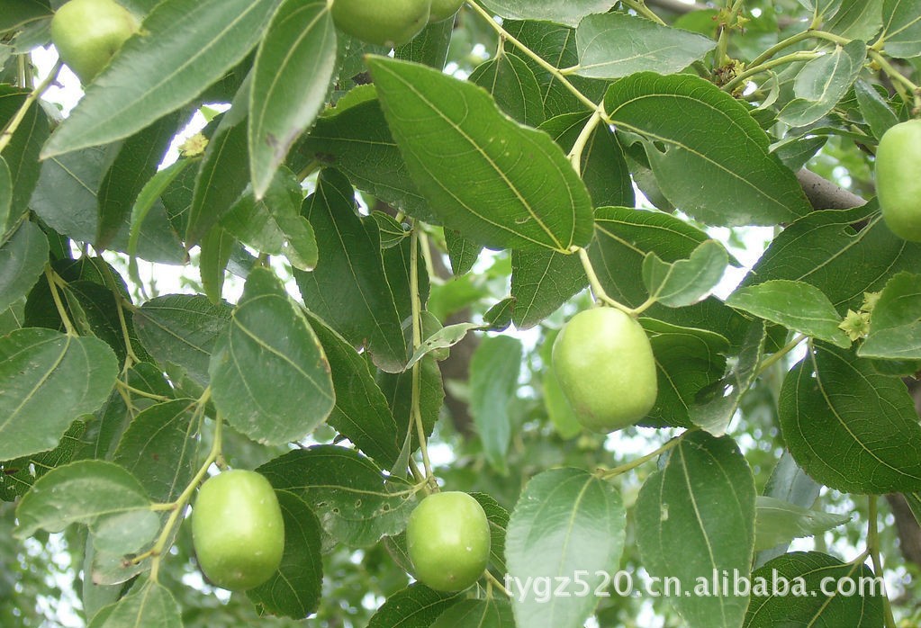 纯天然五谷杂粮、食用药材绿色养生功能性自制