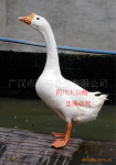 相信群众,鹅选万鸣!