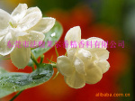 ��Ӧ�����㾫�������㾫--���㵭��