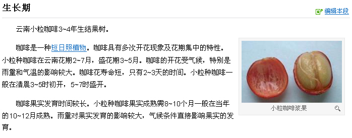 云南小料咖啡的生长期介绍 