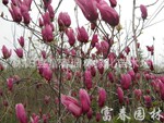 ��Ӧ�ļ��������໨��������������������������������������