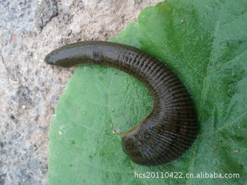 【大量各种规格干湿水蛭】价格,厂家,图片,动物中药材,济宁市市中区秋红理发店-马可波罗网