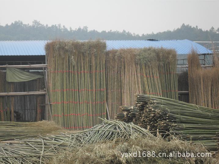 2013 新大量上市 菜架竹 淡竹 大棚竹 蔬菜牵引竹