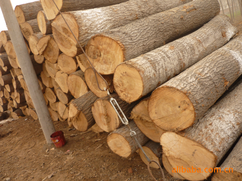 杨木 杨木 杨木批发 杨木直销 优质杨木 易上色