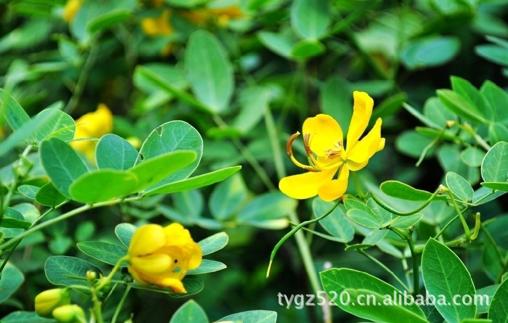 【纯天然绿色养生功能性自制固体饮品】