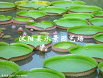苏北园林 供应水生花卉  睡莲 